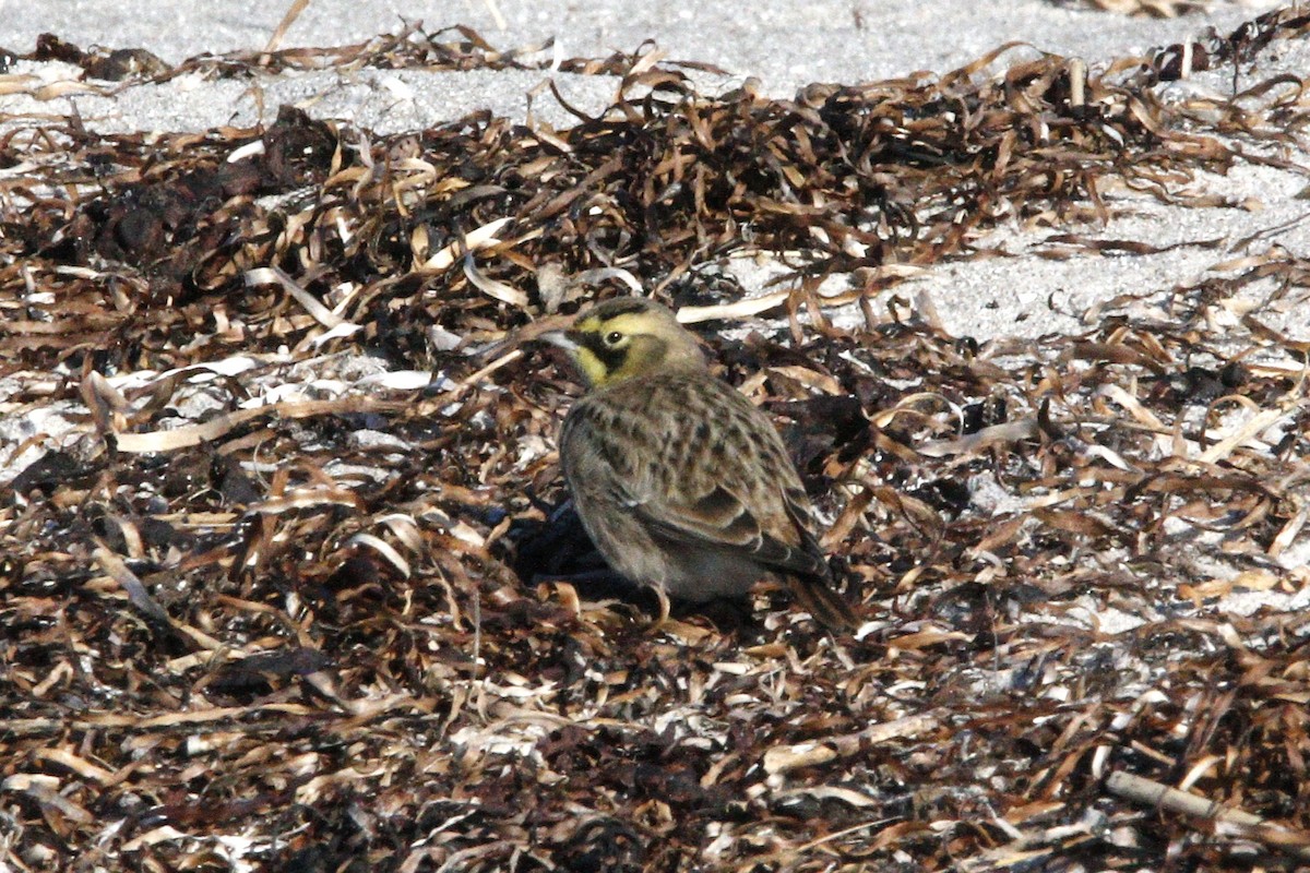 צחיחנית חרמון - ML630925511