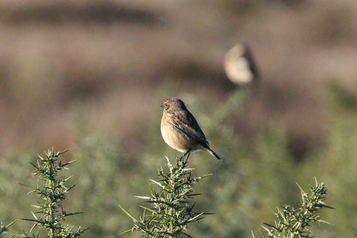 דוחל שחור-גרון - ML630925532