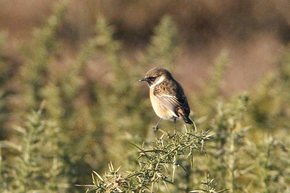 דוחל שחור-גרון - ML630925533