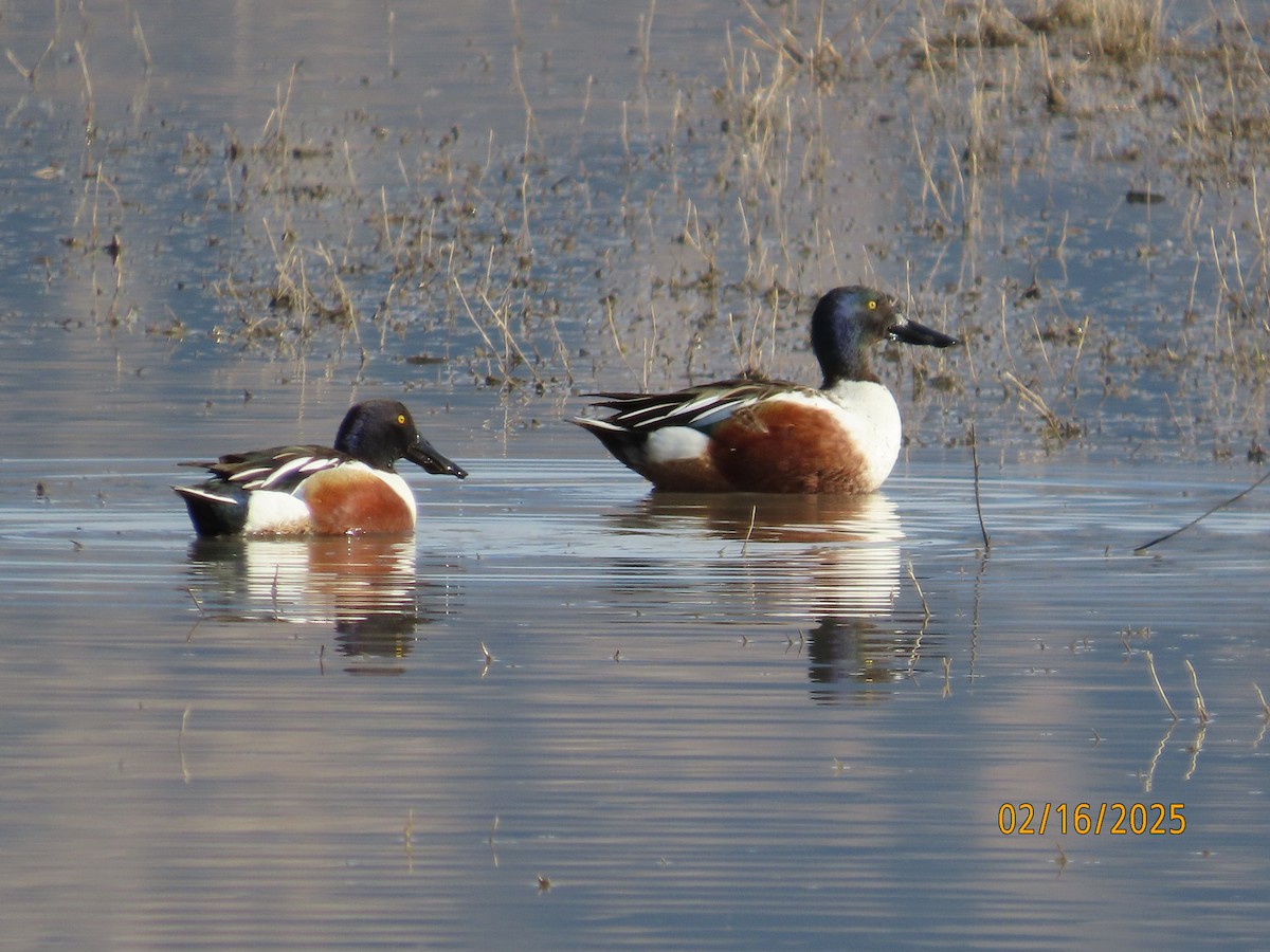 Northern Shoveler - ML630925739