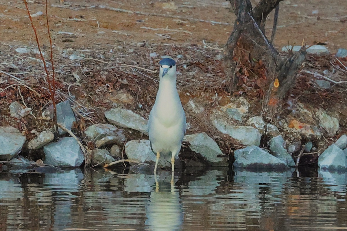 Black-crowned Night Heron - ML630925830