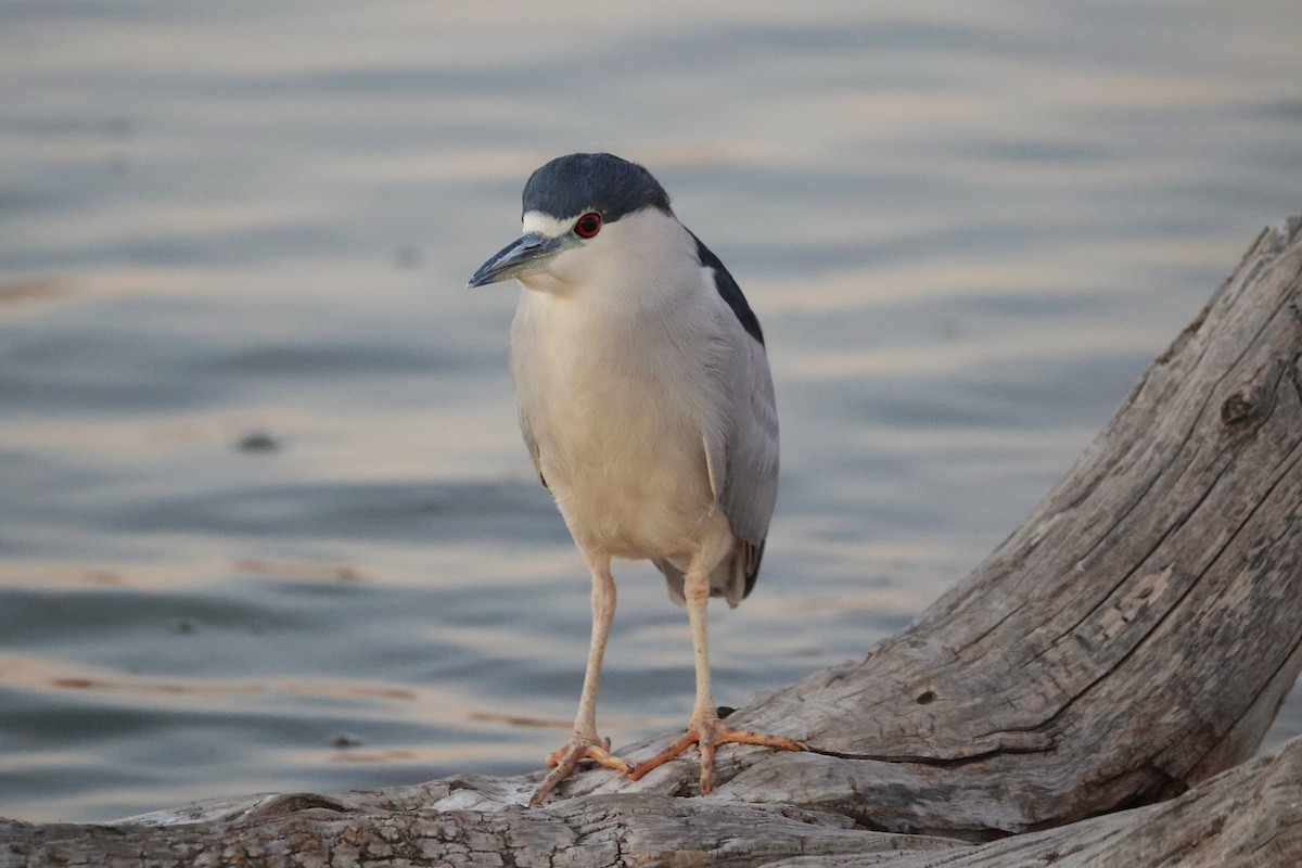 Black-crowned Night Heron - ML630925858