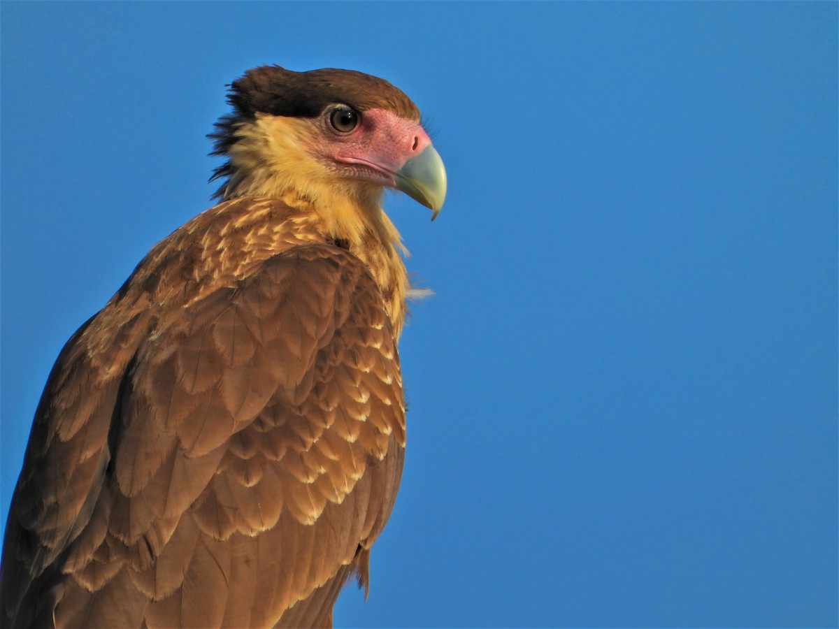 Crested Caracara - ML630925892