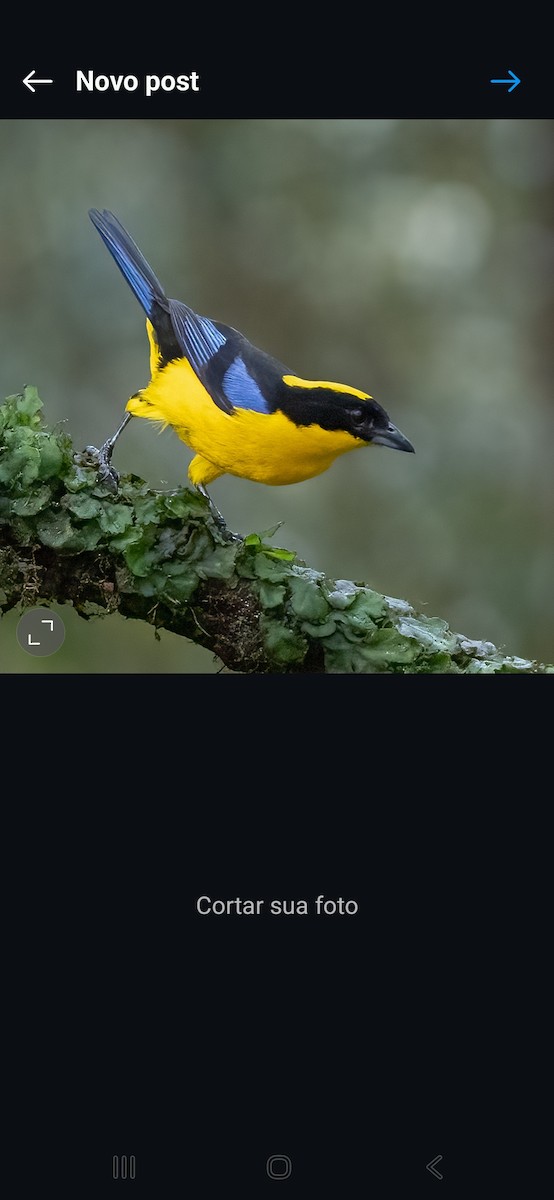 Blue-winged Mountain Tanager - ML630925978
