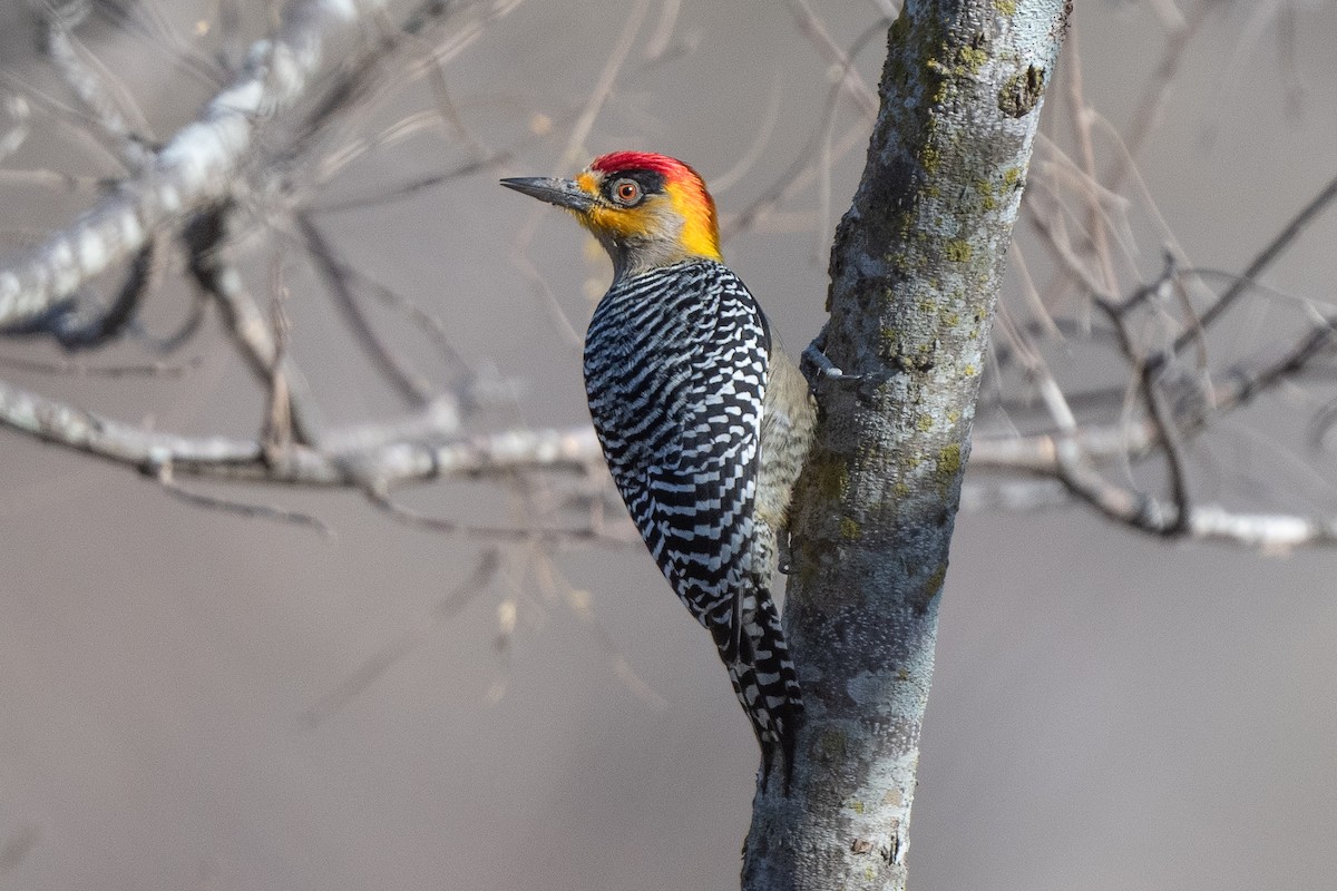 Golden-cheeked Woodpecker - ML630925987