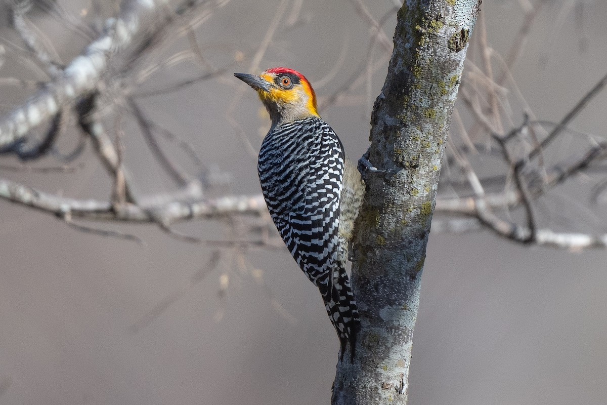 Golden-cheeked Woodpecker - ML630925988