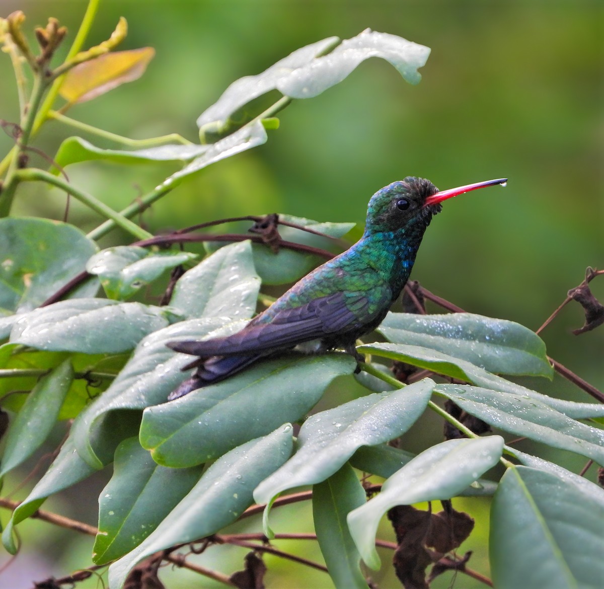 Tres Marias Hummingbird - ML630926316