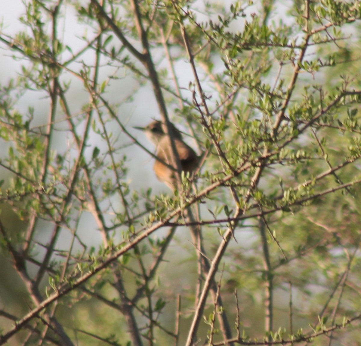 Sharp-billed Canastero - ML630926542