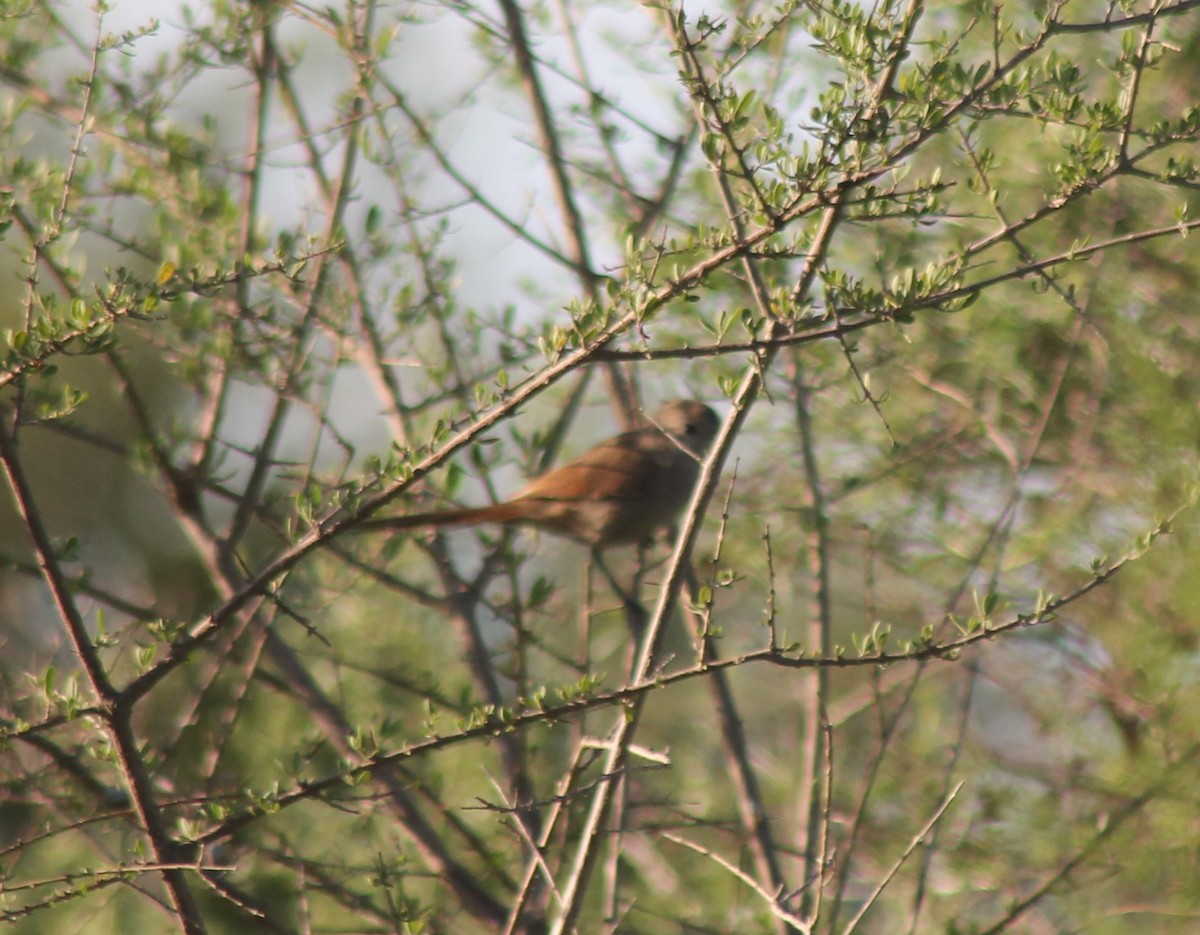 Sharp-billed Canastero - ML630926543