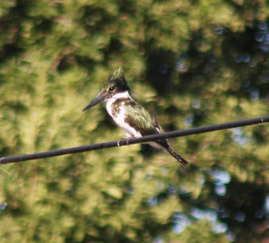 Amazon Kingfisher - ML630926605