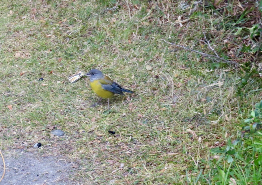 Patagonian Sierra Finch - ML630926663