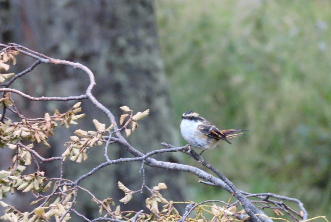 Thorn-tailed Rayadito - ML630926682
