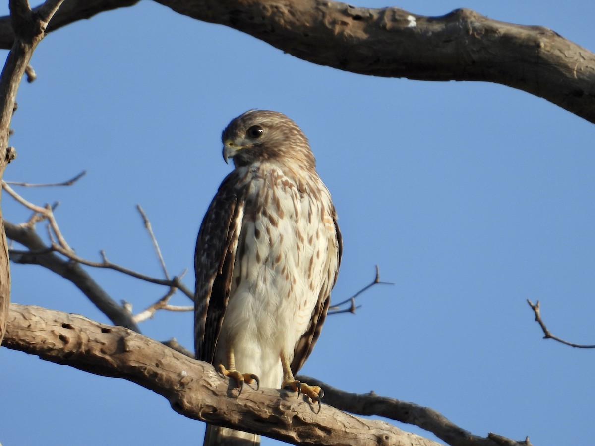 Red-shouldered Hawk - ML630926705