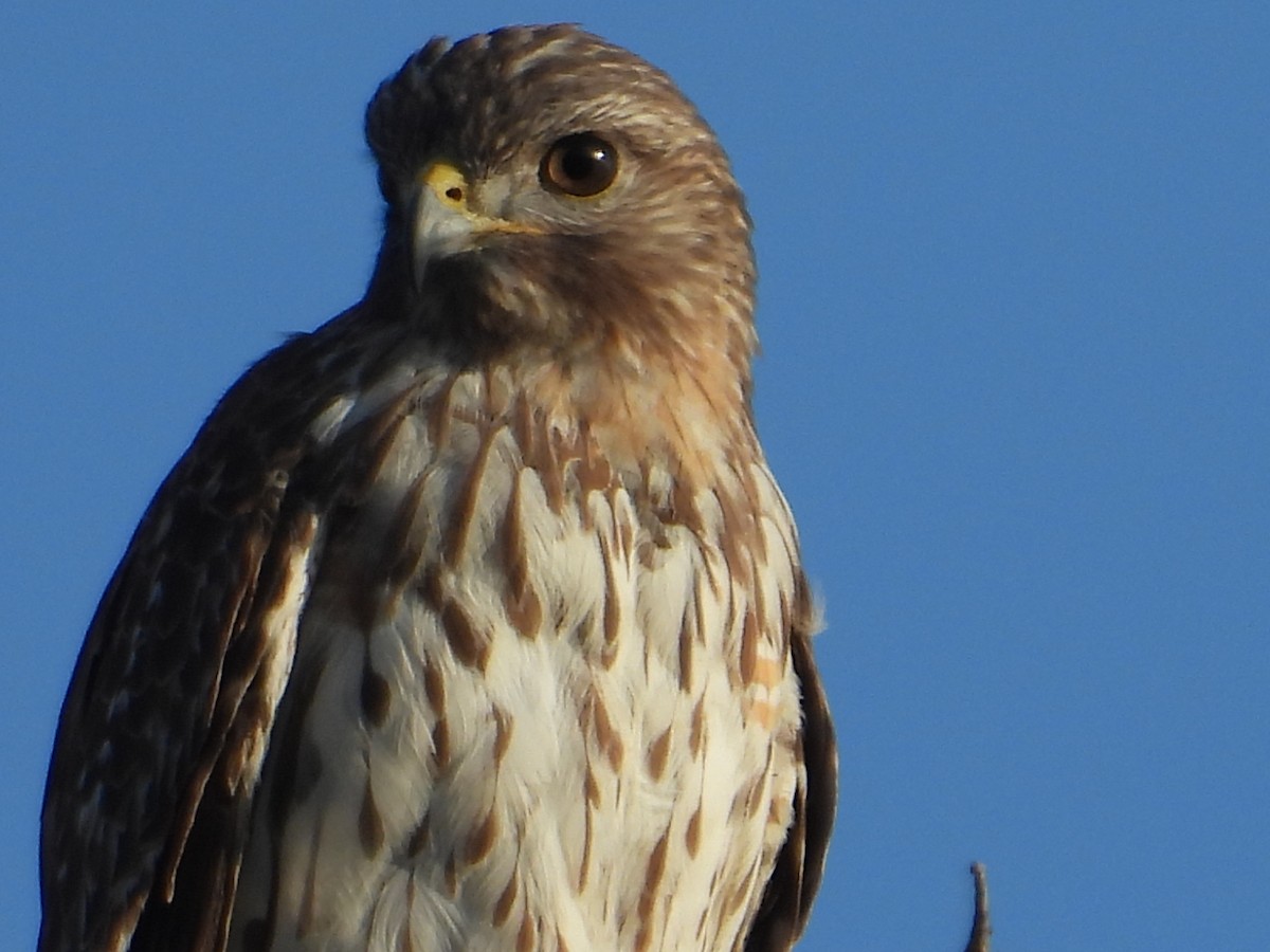 Red-shouldered Hawk - ML630926706