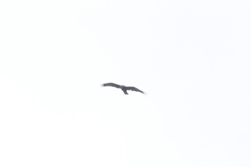 Wahlberg's Eagle - ML630926755
