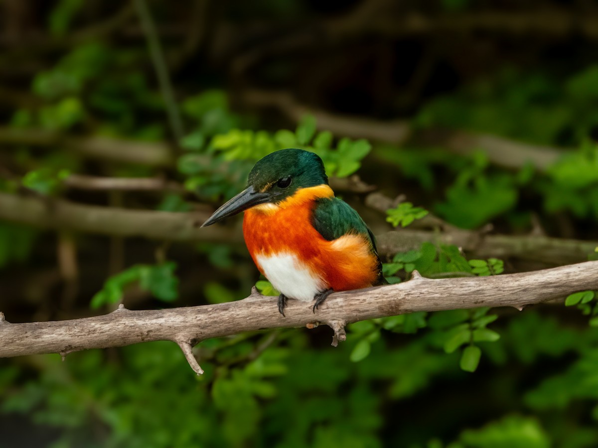 American Pygmy Kingfisher - ML630926806