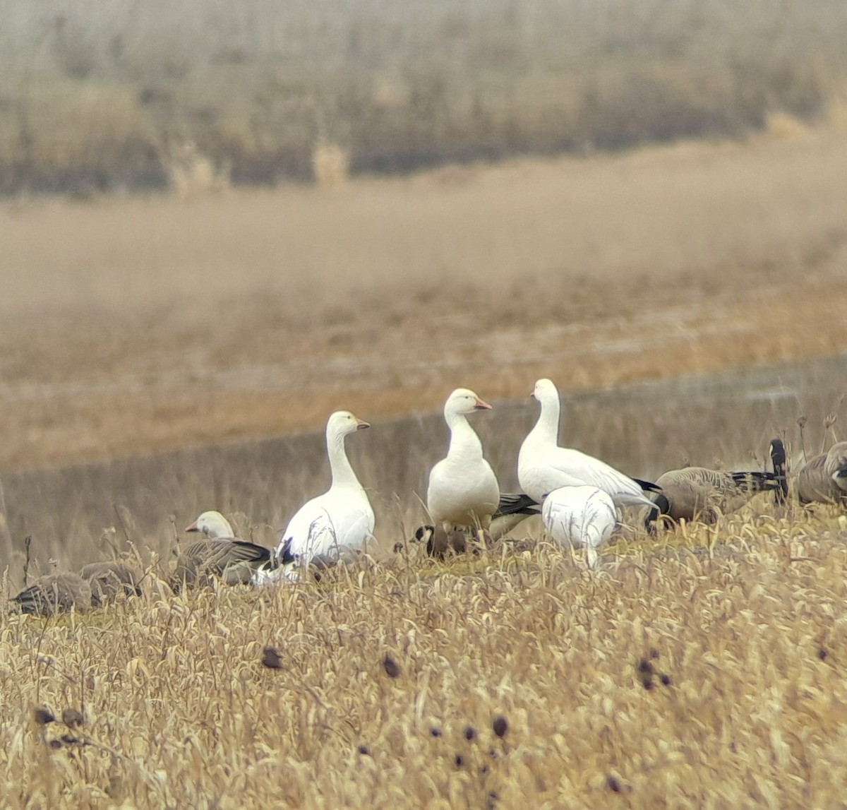 Snow Goose - ML630926962