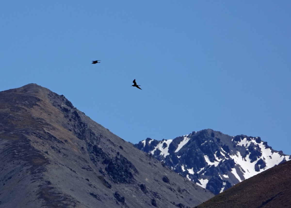 Black Stilt - ML630927116