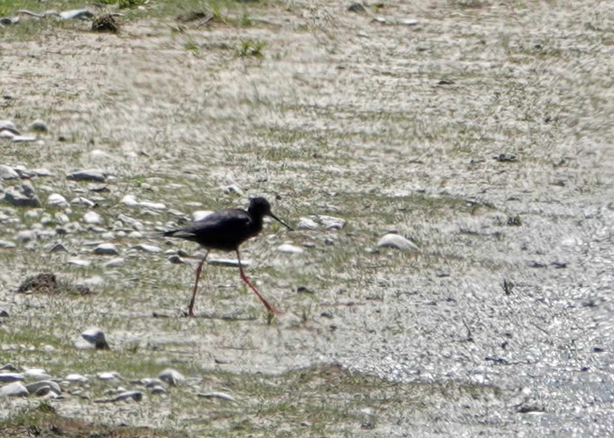 Black Stilt - ML630927117