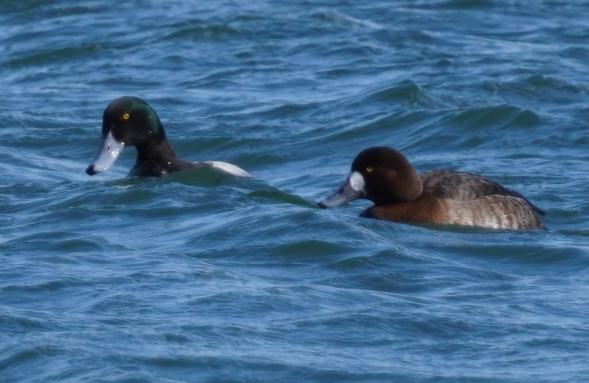 Greater Scaup - ML630927245