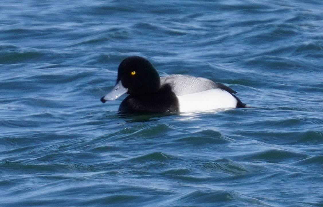 Greater Scaup - ML630927248