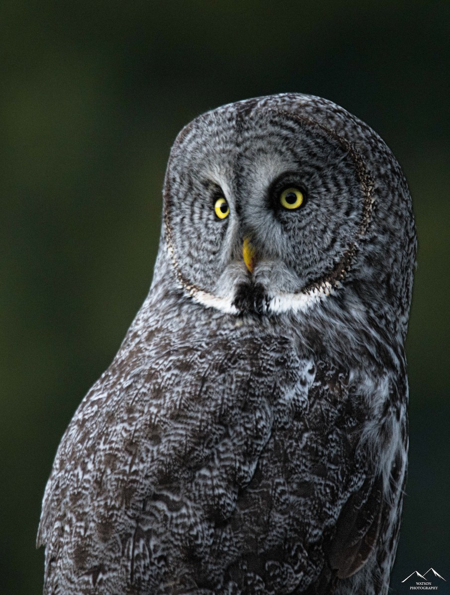 Great Gray Owl - ML630927610