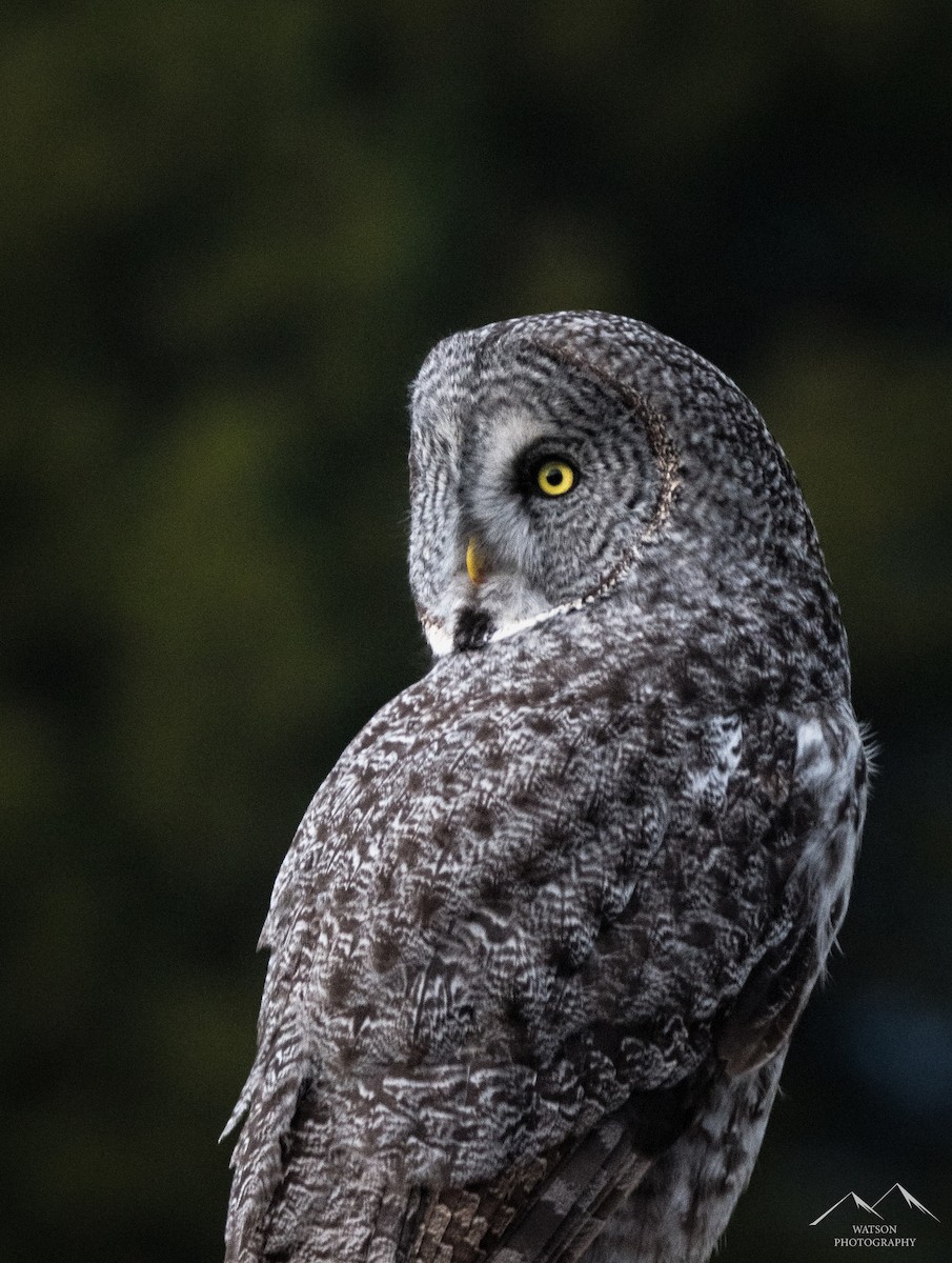 Great Gray Owl - ML630927637