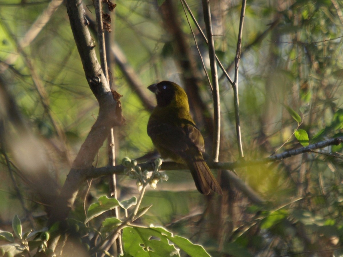 Crimson-collared Grosbeak - ML630927936