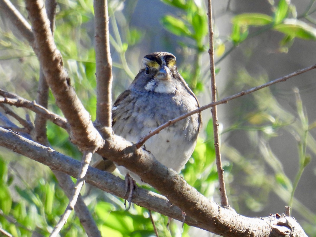 White-throated Sparrow - ML630928012