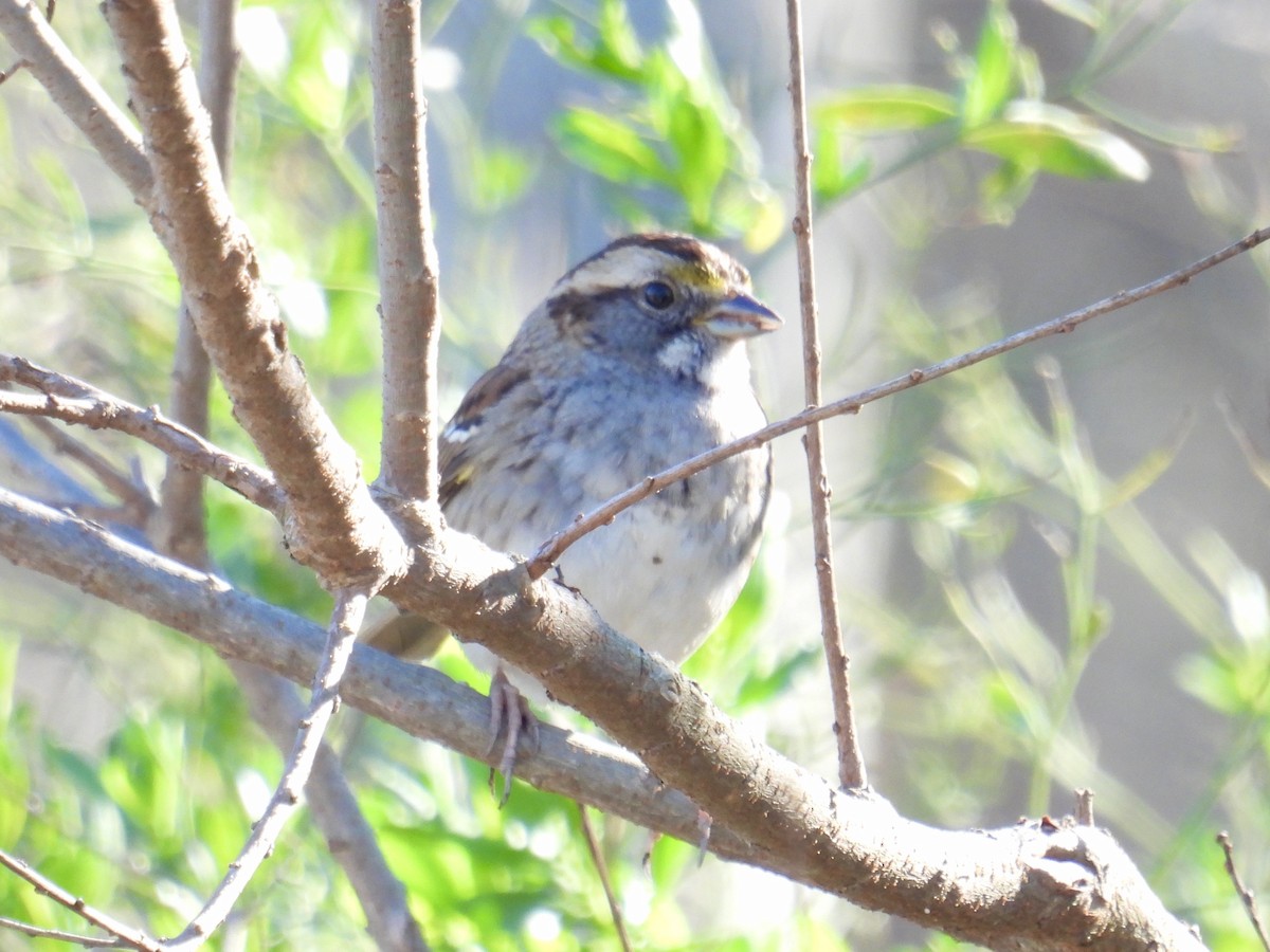 White-throated Sparrow - ML630928013