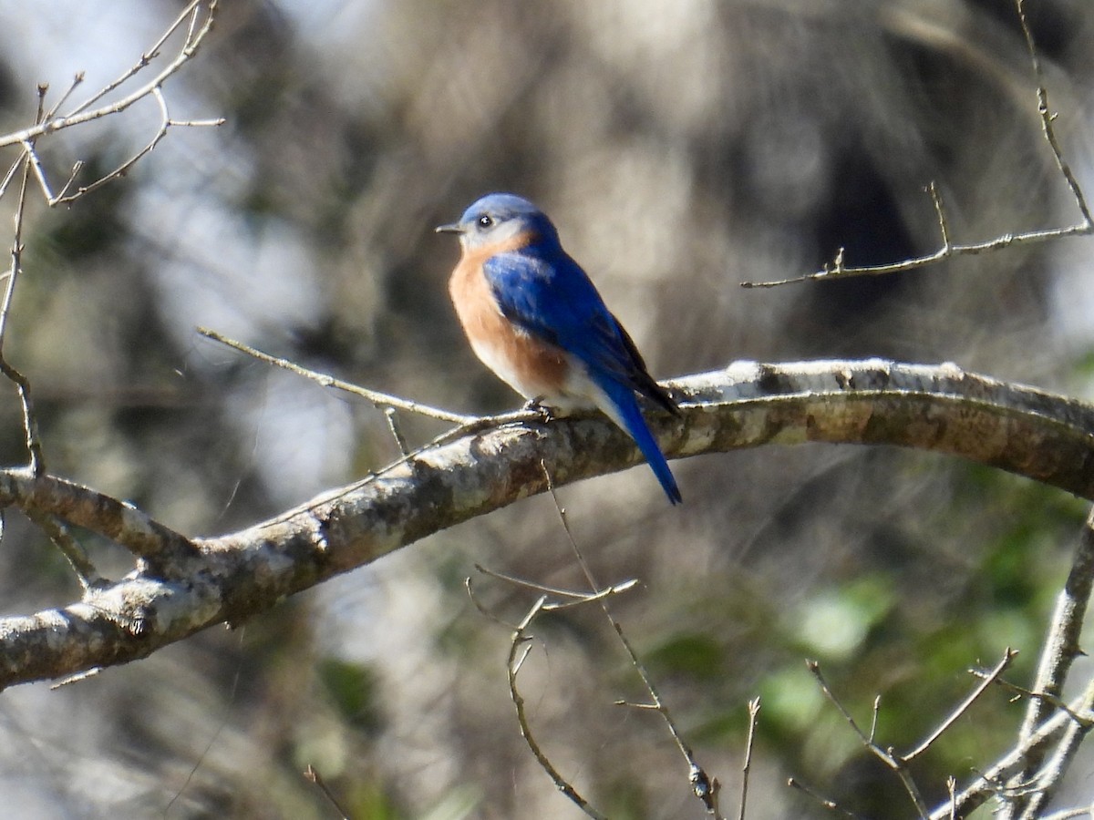 Eastern Bluebird - ML630928017