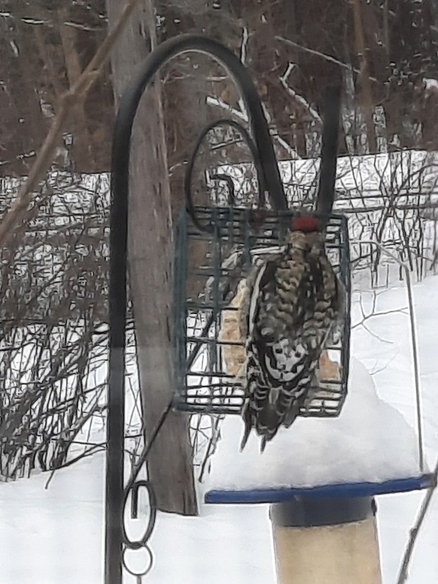 נקר צהוב-בטן - ML630928019