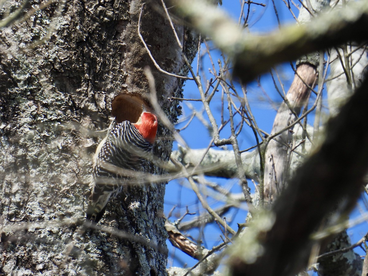 Red-bellied Woodpecker - ML630928030