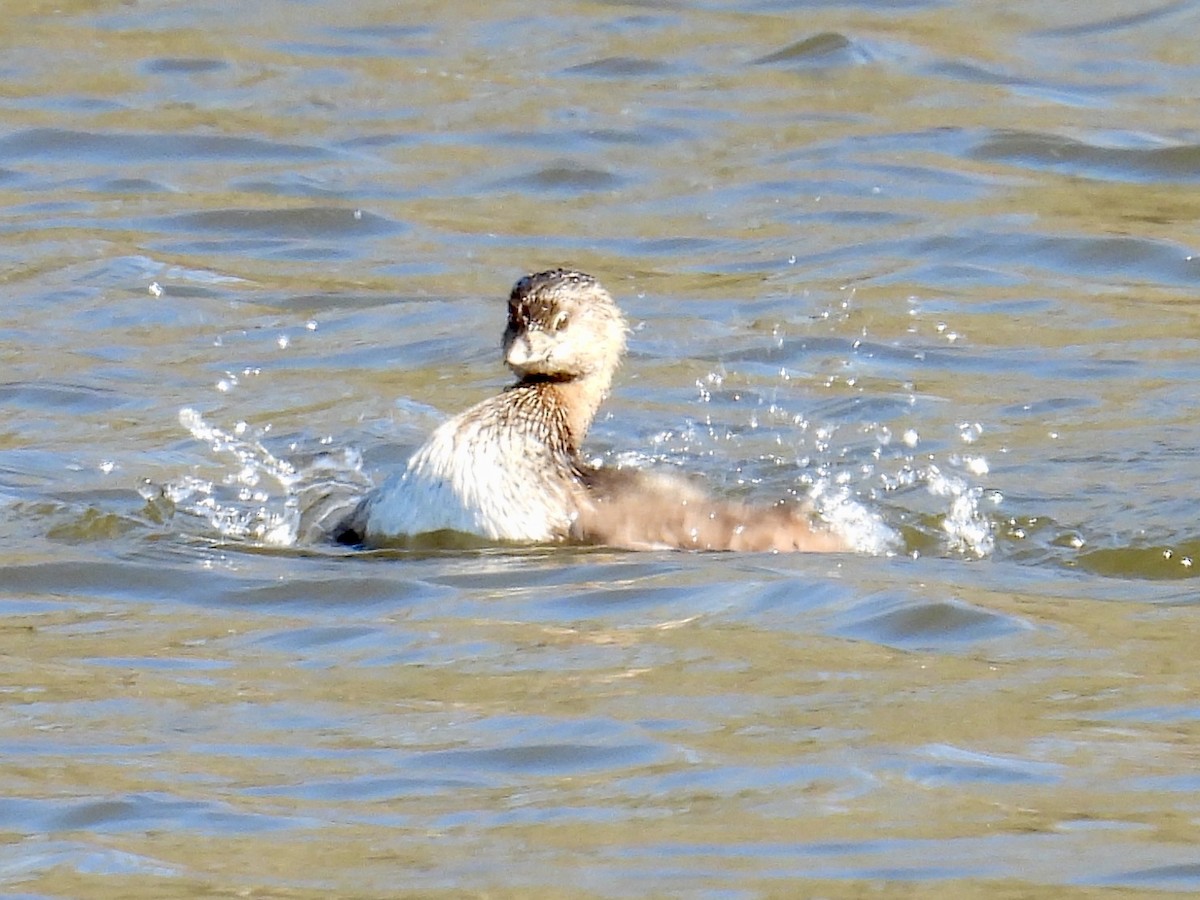 Pied-billed Grebe - ML630928035