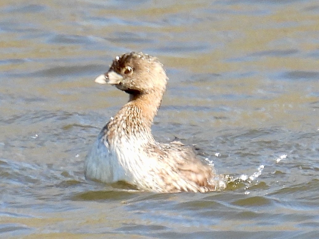 Pied-billed Grebe - ML630928036