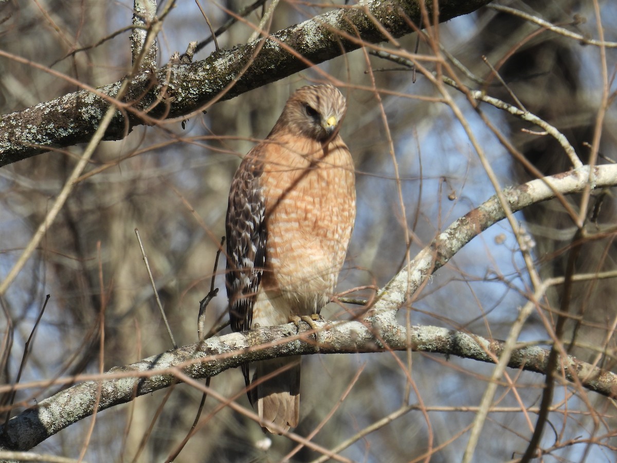 Red-shouldered Hawk - ML630928061