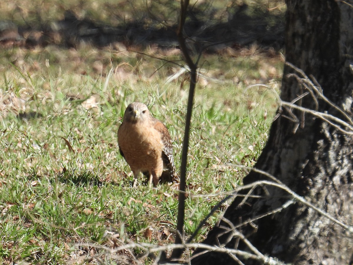 Red-shouldered Hawk - ML630928062