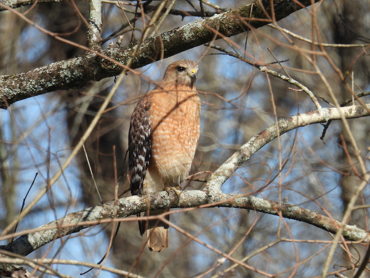 Red-shouldered Hawk - ML630928063