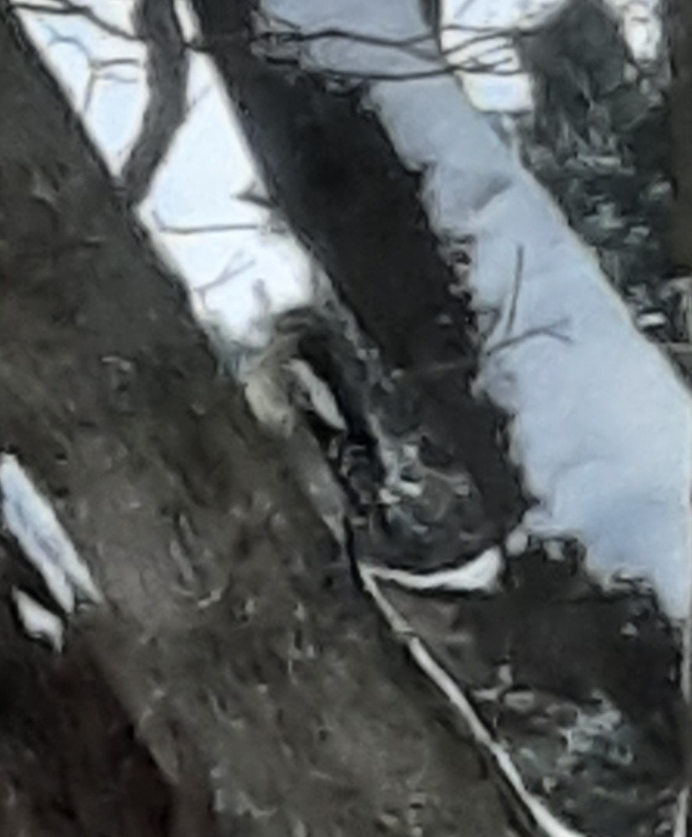 נקר צהוב-בטן - ML630928134