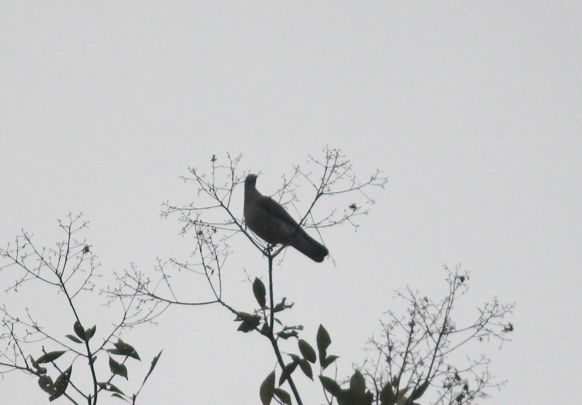 Dusky Pigeon - ML630928636