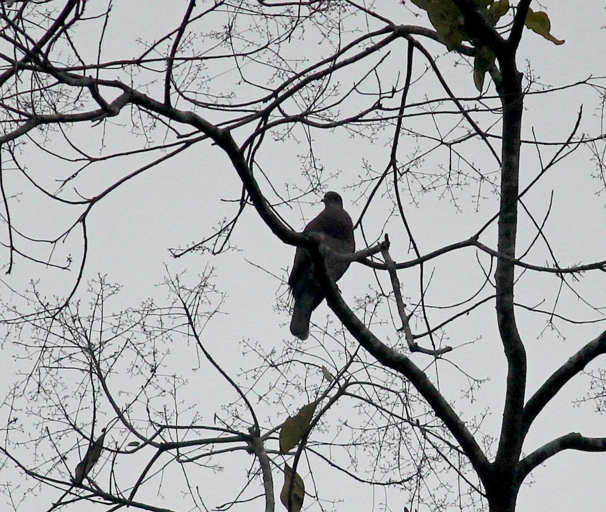Dusky Pigeon - ML630928874