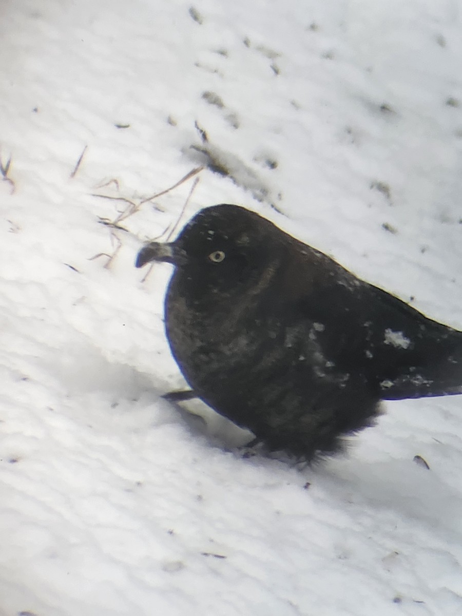 Rusty Blackbird - ML630928926