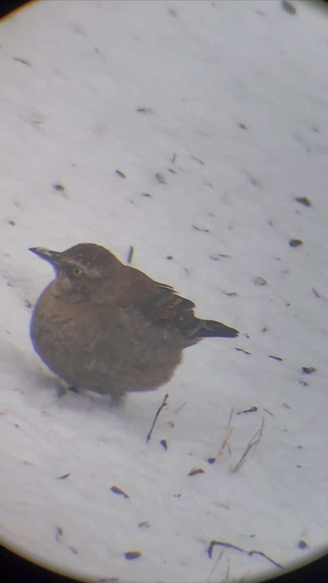 Rusty Blackbird - ML630928927