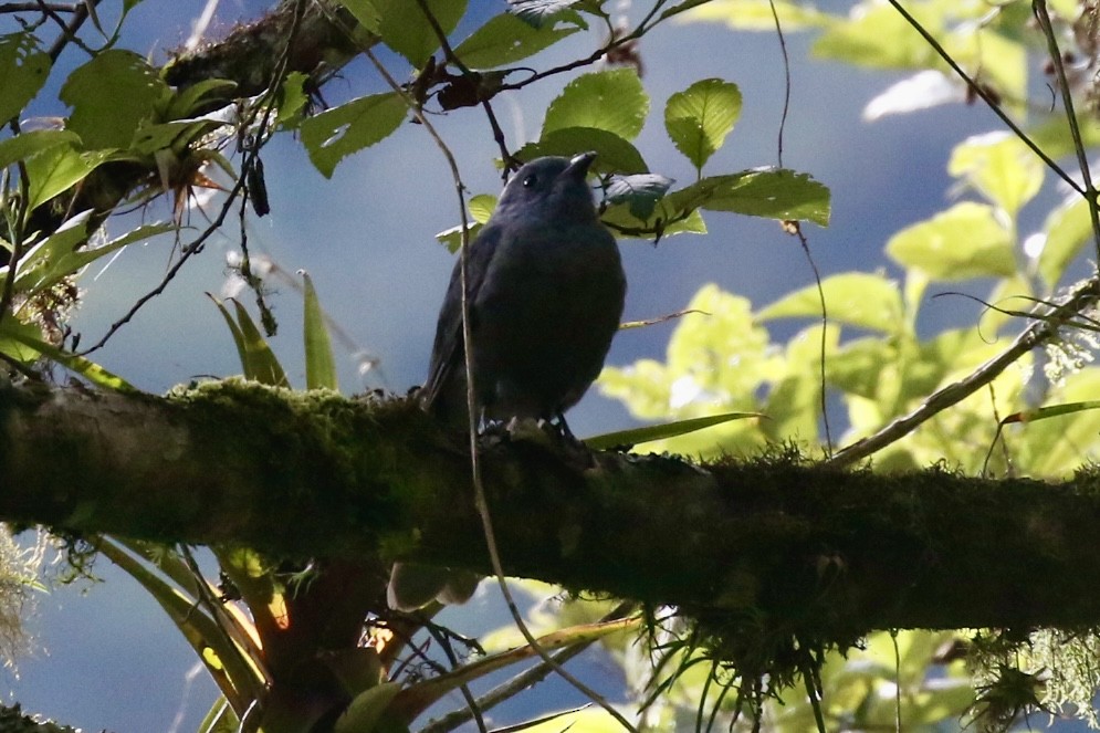 Dusky Piha - ML630928988