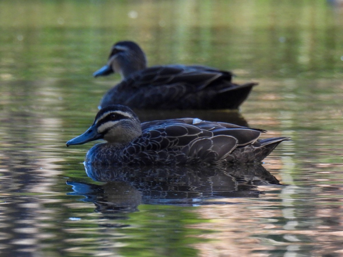 Pacific Black Duck - ML630928997
