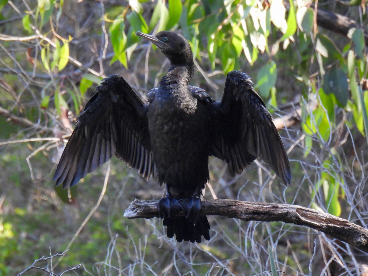 Little Black Cormorant - ML630929000