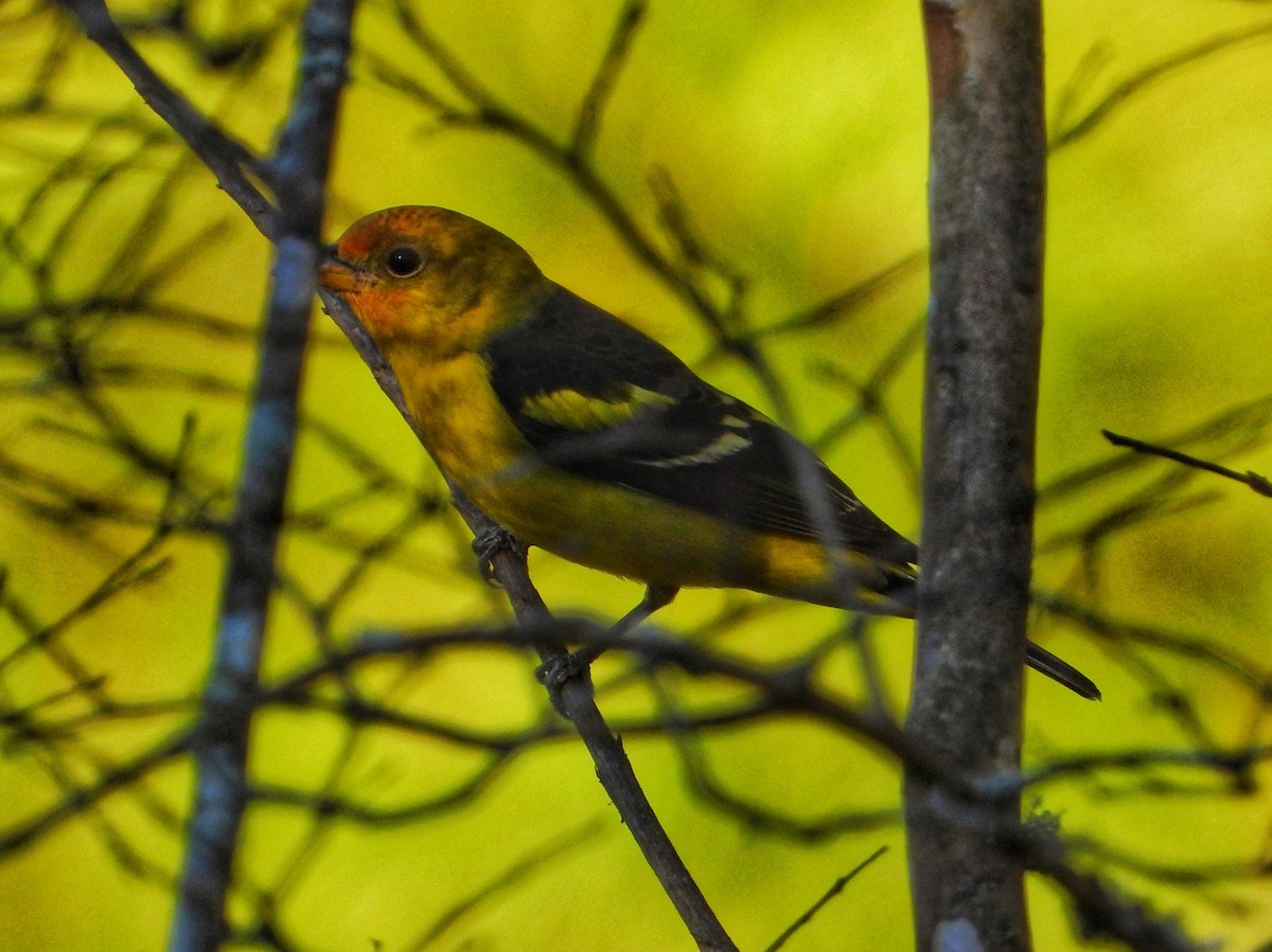 Western Tanager - ML630929039