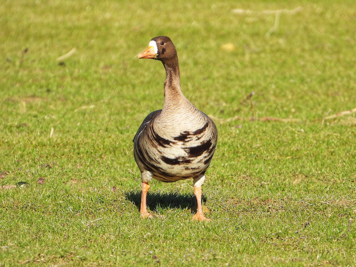 Greater White-fronted Goose - ML630929080