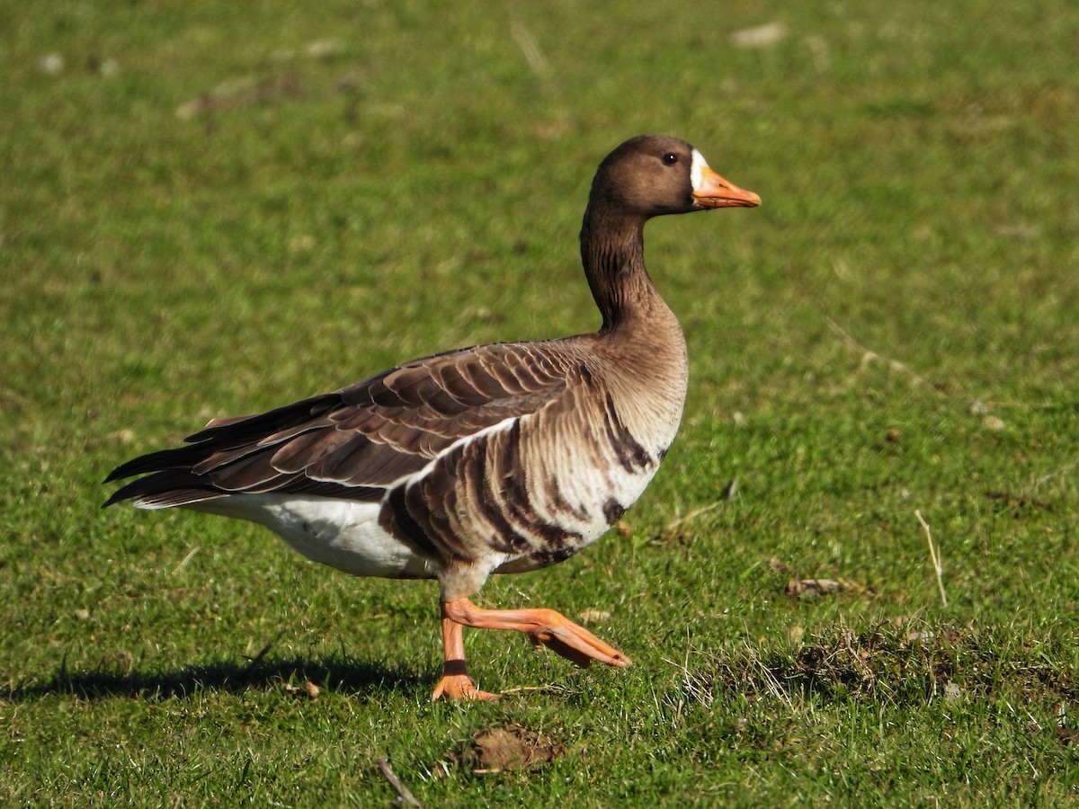 Greater White-fronted Goose - ML630929082