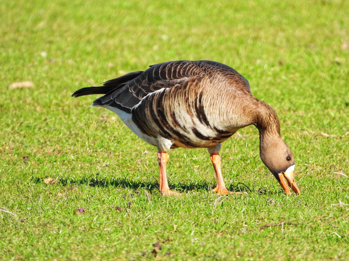 Greater White-fronted Goose - ML630929083